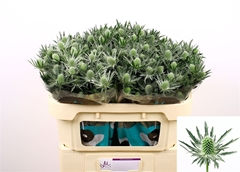 Eryng Sirius Questar 70cm