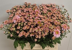 Chr Tbu Danielle Ros 60cm 50gram