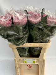 Chr G Regalm Purper 80cm 150gram