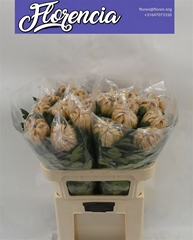 Chr G Vienna Copper 80cm 170gram
