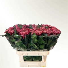 Chr G Regalmist Rood 80cm 120gram