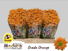 Chr San Mad Ovada Or 55cm 110g