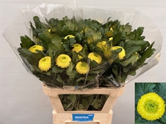 Chr G Boris Becker Sunny 80cm 85gram