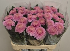 Chr G Marielle 75cm 95gram