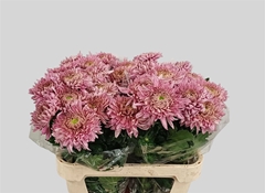 Chr G Holiday 80cm 105gram