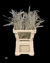 Grevillea Ivanhoe Platina