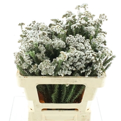 Metalasia Muricata 50cm