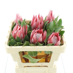 Protea Cy Clare 50cm