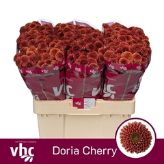 Chr San Doria Cherry 55cm 110g