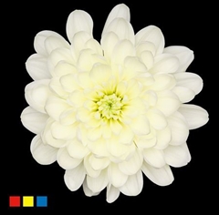 Chr T Altaj Pastel Yellow