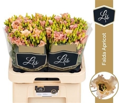 Eust E Falda Apricot 70cm