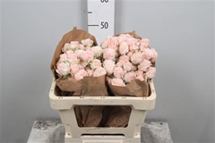 R Tr Bombastic 50cm 55+