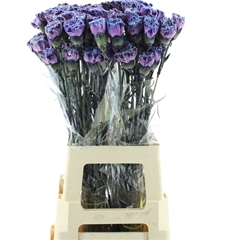Di St Ov Klb 21% 70cm