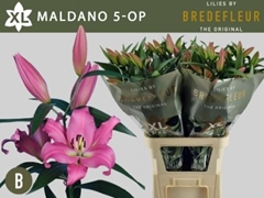Li Or Maldano 100cm 55+