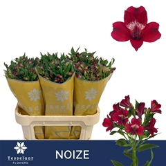 Alstr Noize Red 75cm 60gram 4+