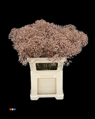 Gyps Xlence Copper
