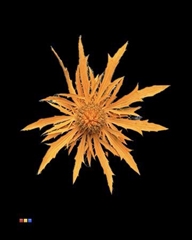 Eryngium Orange