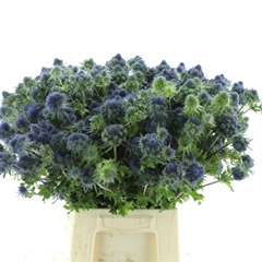 Eryn Pl Mag Gr Lagoo 65cm