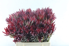 Leucad Sal Blush 40cm