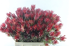 Leucad Sal Blush 45cm