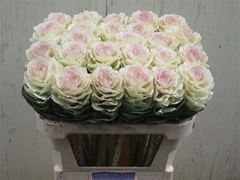 Brass Round White 70cm