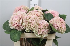 Hydr M My Vienna Cl 80cm 22cm Ø