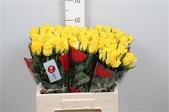 R Gr Moonwalk 60cm