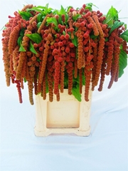 Amar Ca Coral Founta