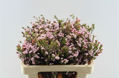 Erica Fastigiata 50cm
