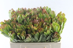 Leucad Safari Goldst 50cm