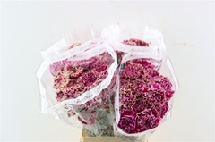 Di St Merlet Purple 70cm 23