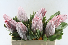 Protea Cynaroides 50cm