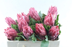 Protea Red Rex 50cm