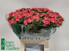 Di Barb S Will Coral 58cm 23