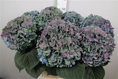 Hydr Ma Pimpernel Cl 100cm 24cm Ø
