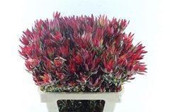 Leucad Sal Blush 60cm