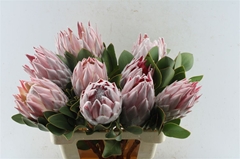 Protea Cynaroides 60cm