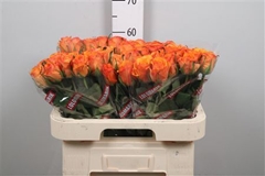 R Gr Tycoon 60cm