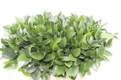 Ruscus Hypophyllum 60cm