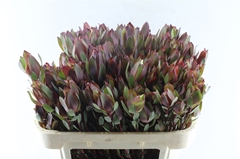 Leucad Senorita 70cm