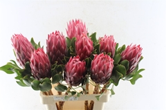 Protea Red Rex 70cm