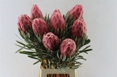 Protea Venus 70cm