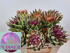 Cynara Sc Green Glob 50cm