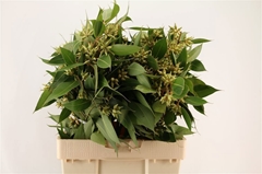 Eucalyptus Met Bes 60cm 200gram