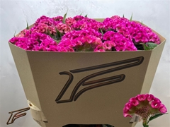 Cel C Electric Pink 80cm
