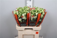 Eust G Rosita Green 70cm