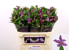 Clematis Amazing Geneva 70cm 23 4