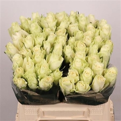 R Gr Athena 40cm