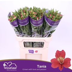 Alstr Tania 75cm 50gram