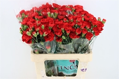 Di Tr Rood 60cm 23